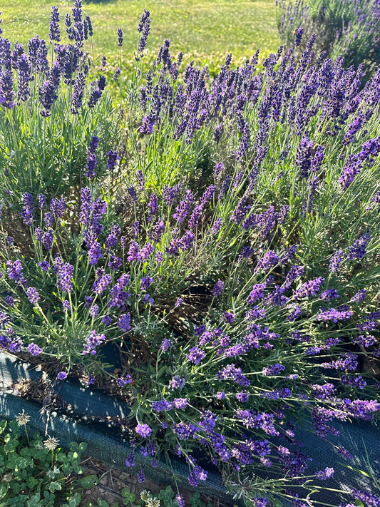 (PAST EVENT) Plein-air painting at lavender farm